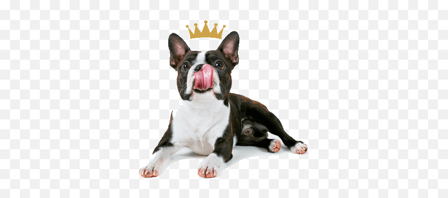 About - Good As Gold Boston Terrier Png,Platinum Cats Vs Dogs Icon