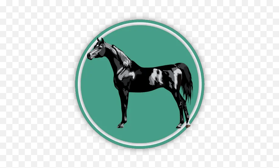 Describing A Horse Or Pony With Real Terms - Allpony Horse Supplies Png,Pony Icon
