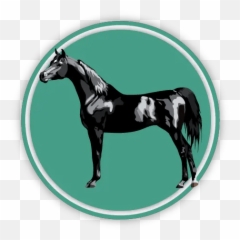 Describing A Horse Pony With Real Terms - Allpony Supplies png
