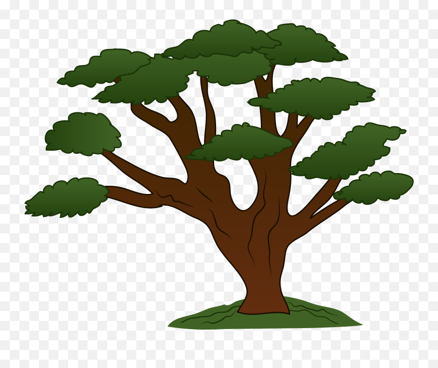 Rainforest Clipart Canopy - Tree With Branches Clipart Png,Tree Canopy Png