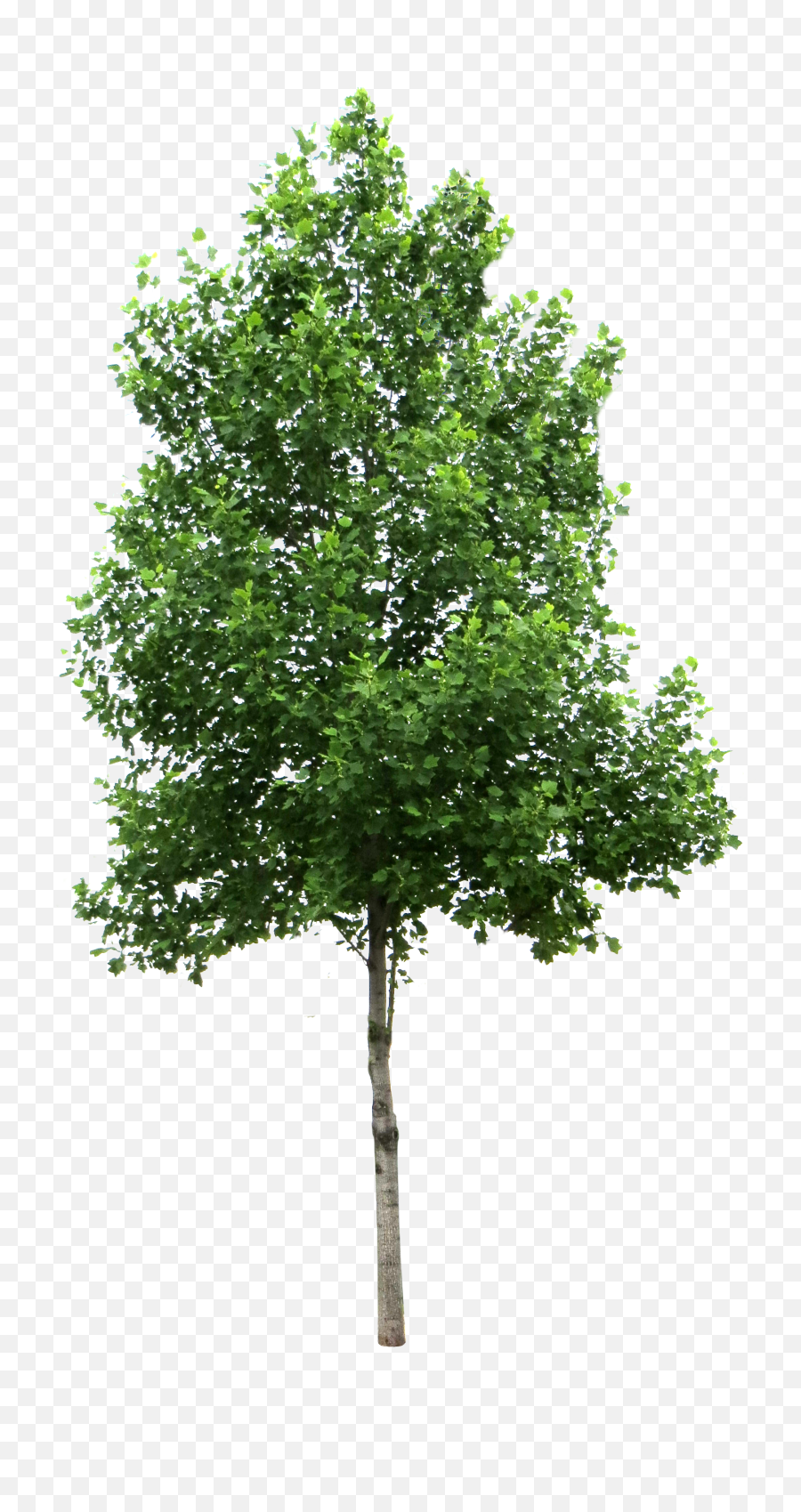 Download Trees Png - Transparent Background Tree Png,Forest Trees Png