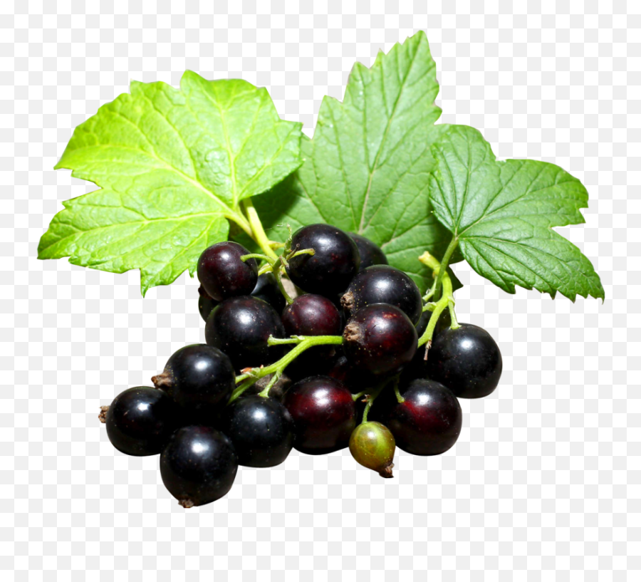 Black Currant Png Image - Purepng Free Transparent Cc0 Png Black Currant Fruit Png,Fruit Png Images