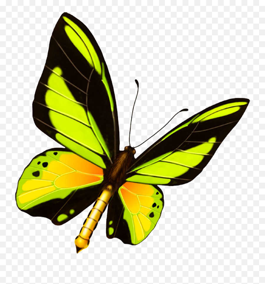 Download Hd Beautiful Colorful Butterfly Png - Blue Imagen De Mariposas Y Gorreones,Blue Butterfly Png