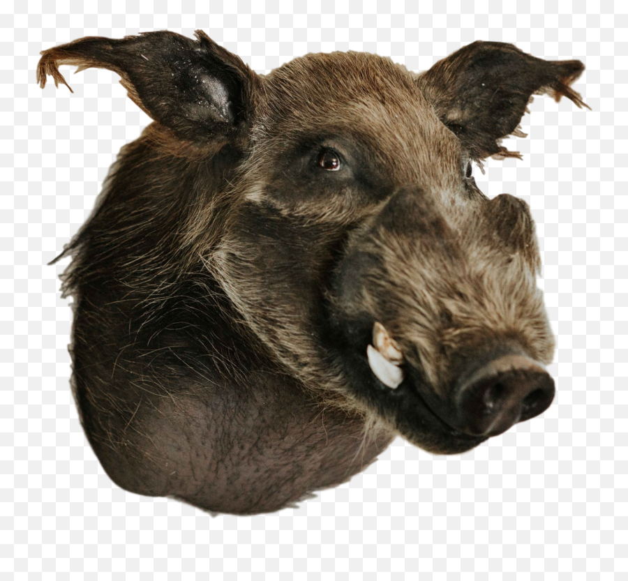 Shoulder Mount - Bush Pig Trophy Warthog Png,Pig Transparent