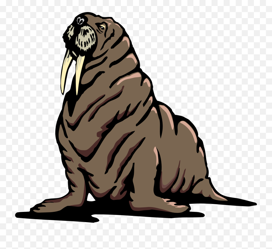 Walrus Flippers Wrinkles - Walrus Clip Art Png,Wrinkles Png
