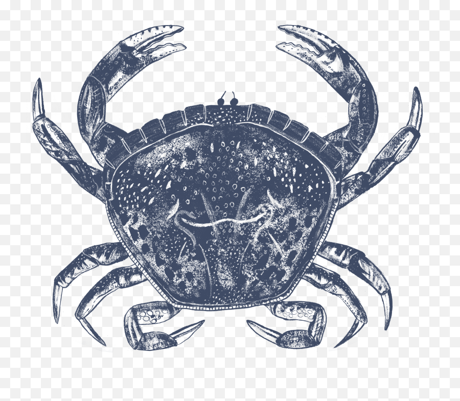 Live Whole Crab - Chesapeake Blue Crab Png,Crab Transparent
