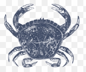Live Whole Crab - Chesapeake Blue Crab Png,Crab Transparent