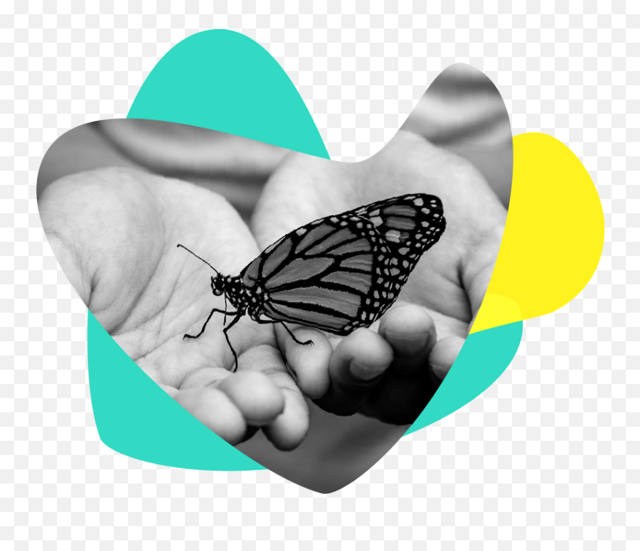 Responsive Fundraising - Butterfly In Hand Images Hd Png,Fundraising Png