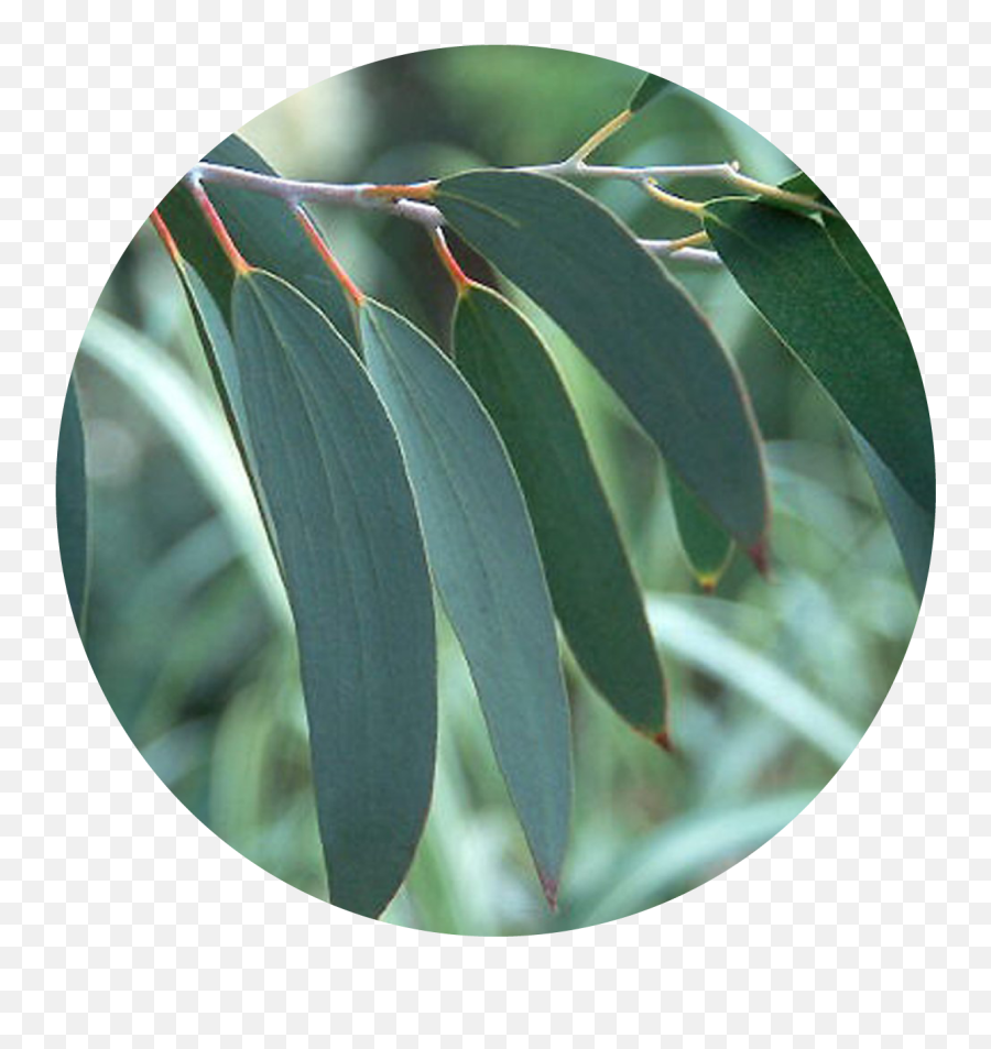 Eucalyptus Tree Leaf Hd Png Download Leaves