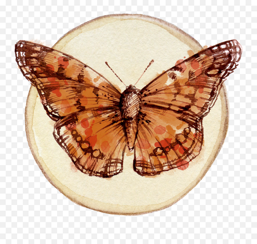 Butterfly Scrapbooking - Free Image On Pixabay Embellishments Scrapbook Png,Embellishment Png