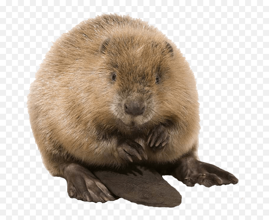 Cute Beaver Transparent Png - Beaver Transparent Background,Beaver Png