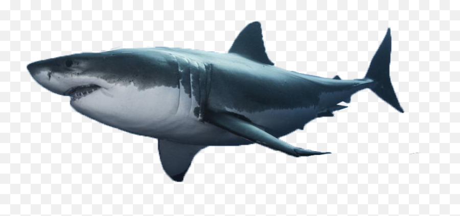 Download Habitat Great White Shark - Great White Shark Png,Great White Shark Png