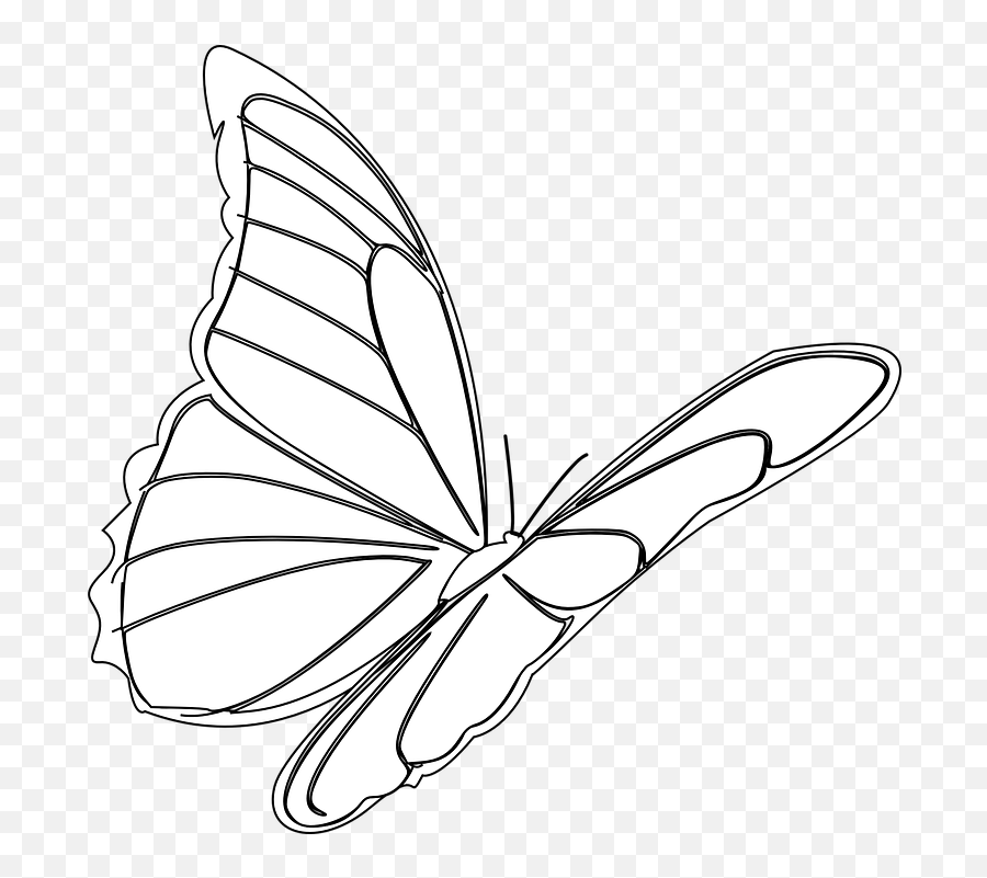 Butterfly Flying Insect - Free Vector Graphic On Pixabay Vector Bm Bay Png,Butterfly Flying Png