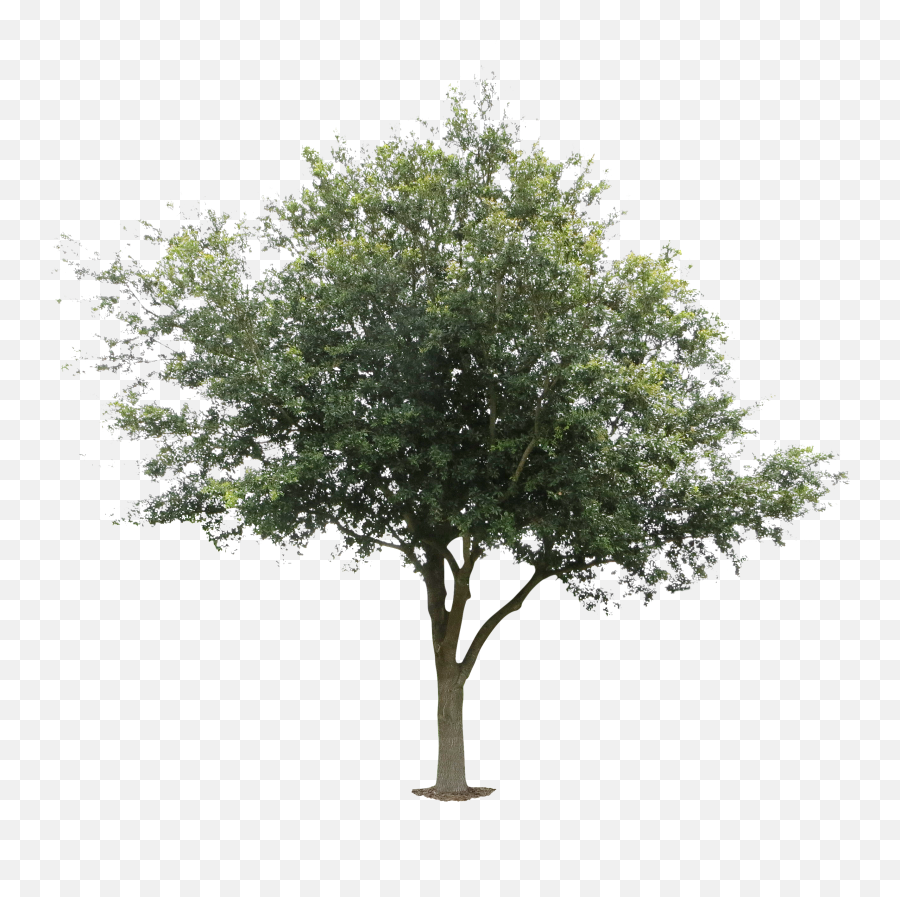 C 4288642577 - 808 Kbytes For Mobile Oak Leaves Tree Front View Png,Tree Elevation Png
