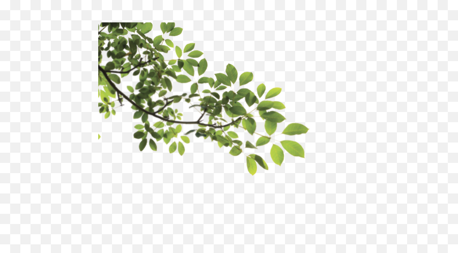 Download Branch Png Hq Image In - Tree Branch Png Transparent,Branch Png
