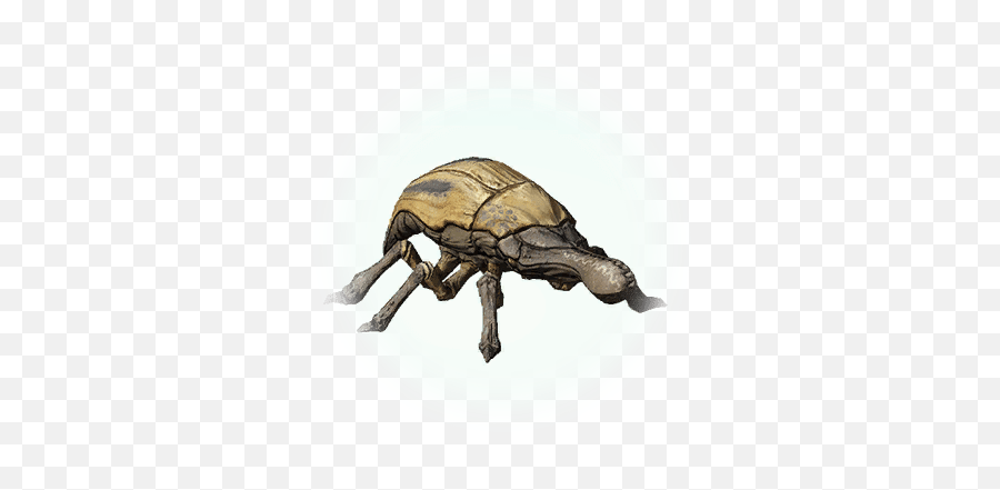 Beetle Png Icon