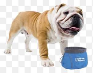 French Bulldog American Puppy Pug - Puppy Png British Bull Dog,Pug Transparent Background