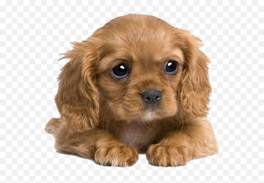 Puppies Png Transparent Image - Cute Cocker Spaniel Puppy,Transparent Puppy