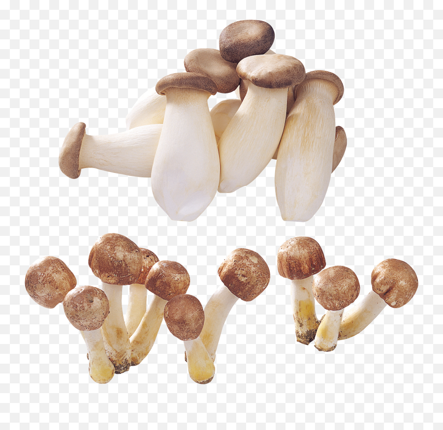 Mushrooms Png Transparent - Portable Network Graphics,Mushroom Png