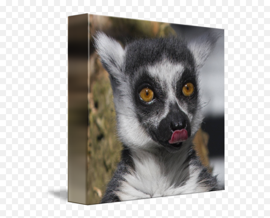 Lemur Portrait Pc By Gordon Longmead - Madagascar Cat Png,Lemur Png