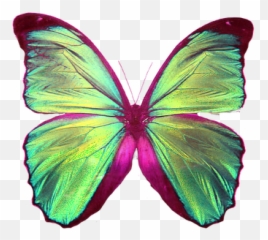Pedido Mariposa Png - Transparent Background Blue Butterfly,Mariposa Png