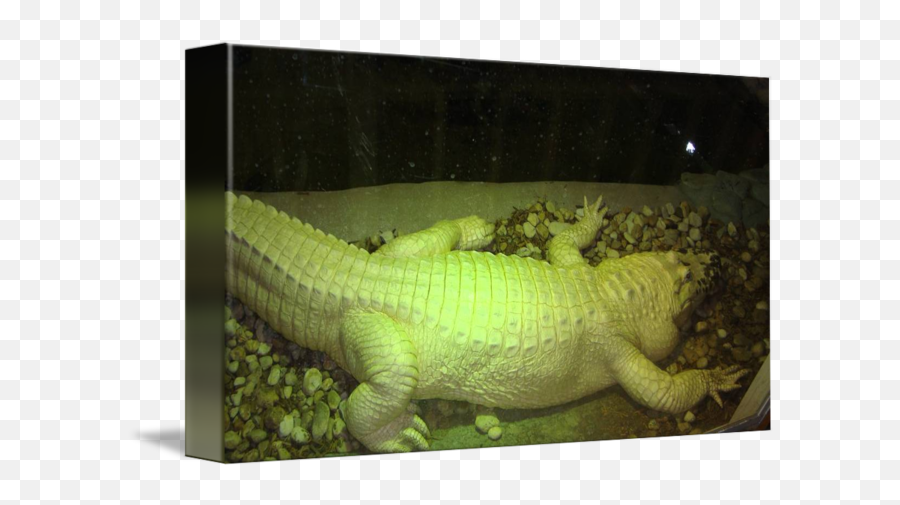 Aligator White By Andrae Johnson - Nile Crocodile Png,Aligator Png