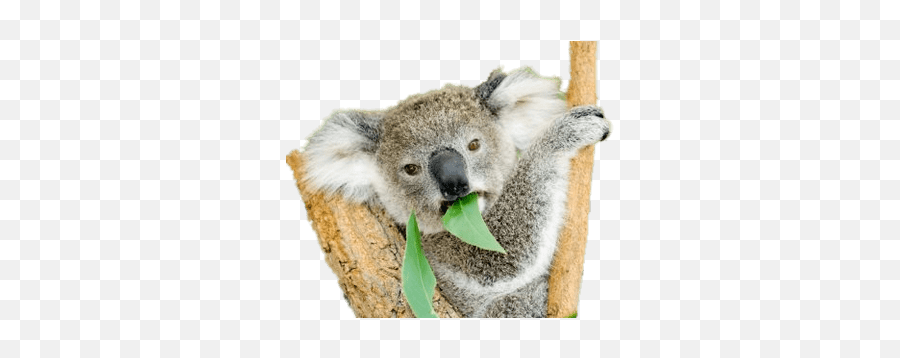 Koala Bear Eating Eucalyptus Transparent Png - Stickpng Koala Png,Koala Transparent