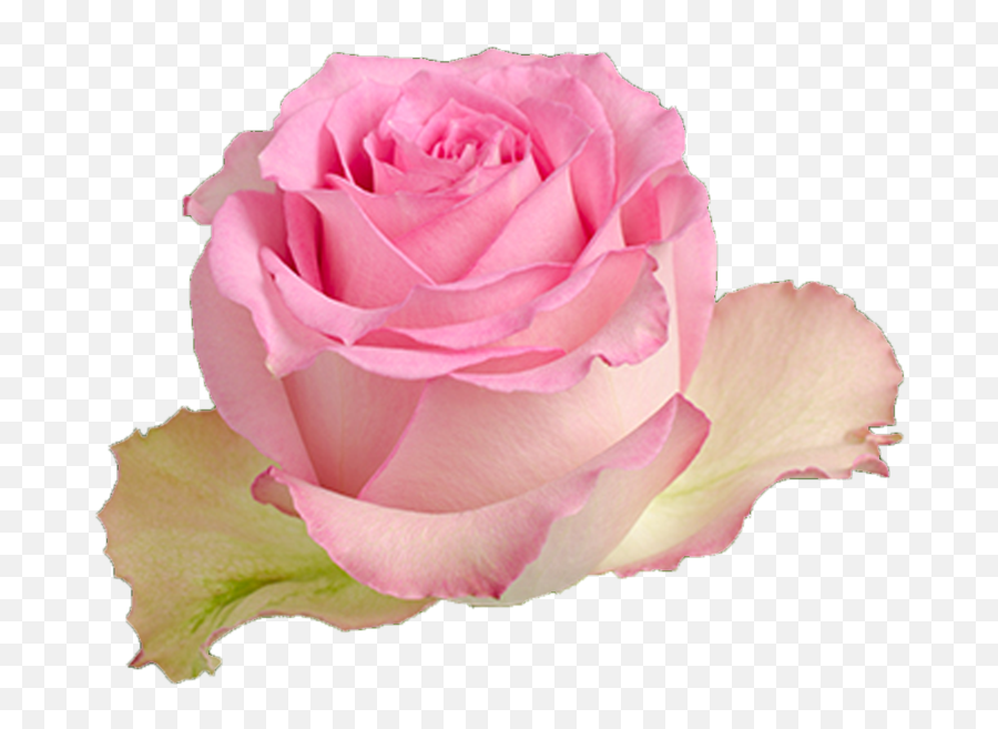 Multicolor Pink Yellow Rose - Sweet Unique Roses Png,Yellow Rose Transparent