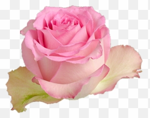 Multicolor Pink Yellow Rose - Sweet Unique Roses png