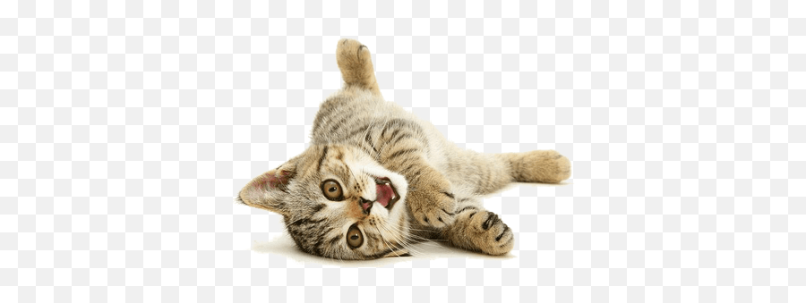 Funny Cat Png 1 Image - Funny Cat Transparent Png,Funny Cat Png