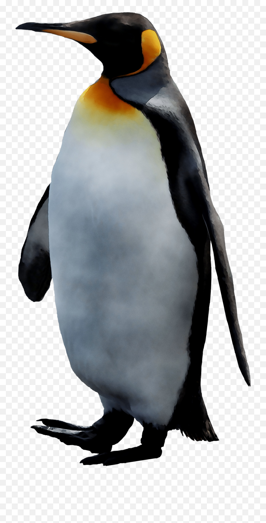 King Penguin Png Free - King Penguin,Club Penguin Png