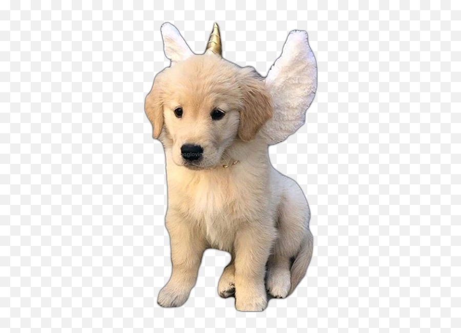 Dogs Doggo Angelsquad Angel Angels Angeldog Dogaestheti - Fluffy Dog Unicorn Png,Doggo Png