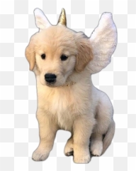 Dogs Doggo Angelsquad Angel Angels Angeldog Dogaestheti - Fluffy Dog Unicorn Png,Doggo Png