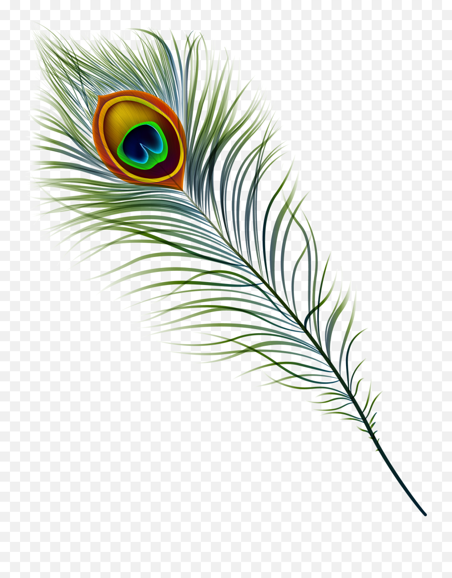 Peacock Feather Clipart - Transparent Background Peacock Feather Png,Peacock Feathers Png