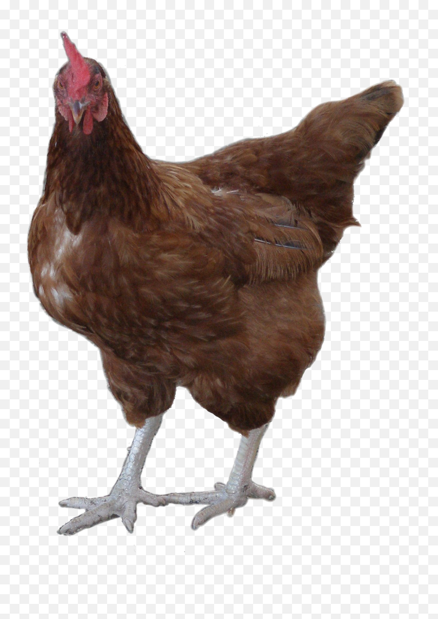 Hd Rooster Png Image Background - Hen Png,Hen Png