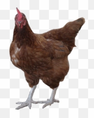 Hd Rooster Png Image Background - Hen Png,Hen Png