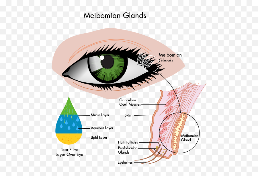 Eye - Glands Of The Eye Png,Triggered Eyes Png