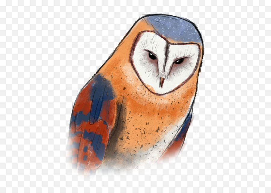 Wip - Barn Owl Png,Barn Owl Png