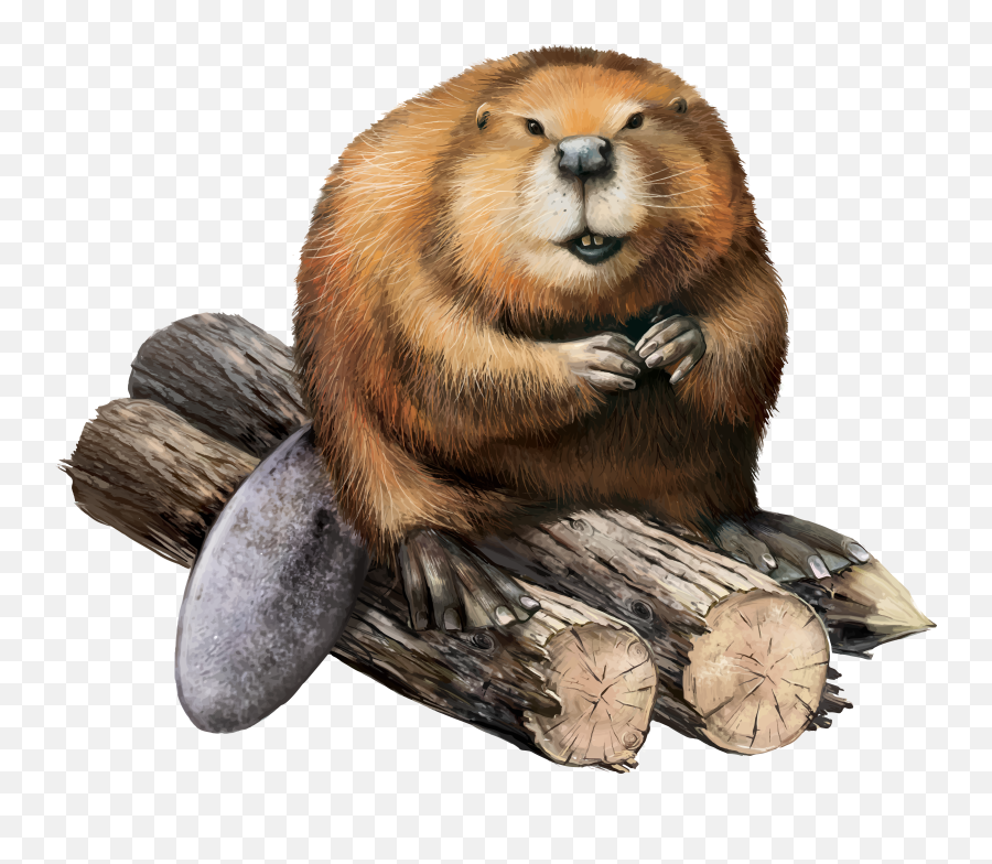 Beaver Png - Beaver Png,Beaver Png