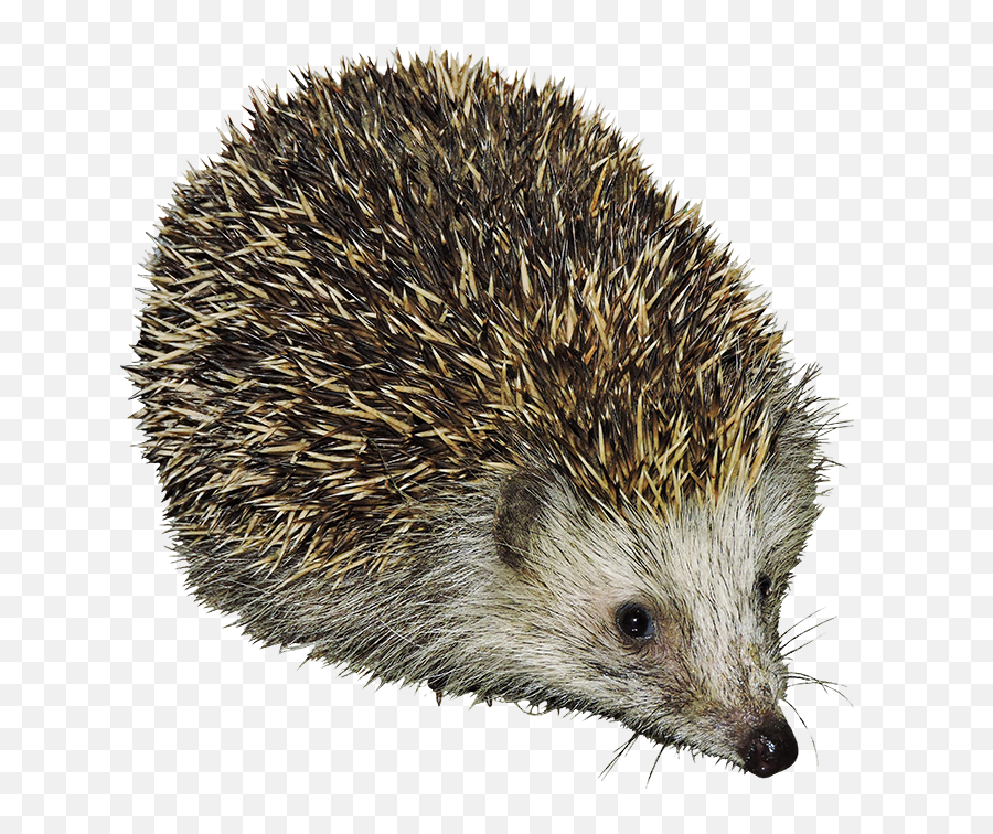 Hedgehog Clipart - Echidna Transparent Background Png,Hedgehog Transparent