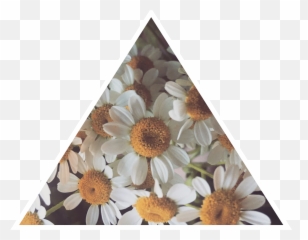 Daisy Tumblr Asthetic Daisies Flower - Chrysanths Png,Daisies Png