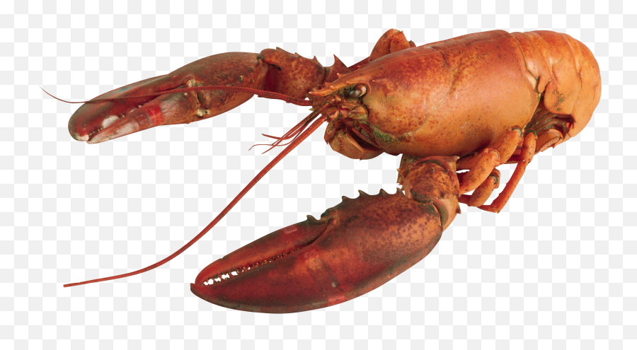 Lobster Transparent Png File - Lobster Transparent Background,Lobster Png