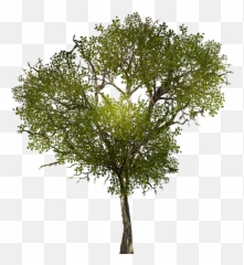 Trees For Photoshop Seamless Png Image - Transparent Background Autumn