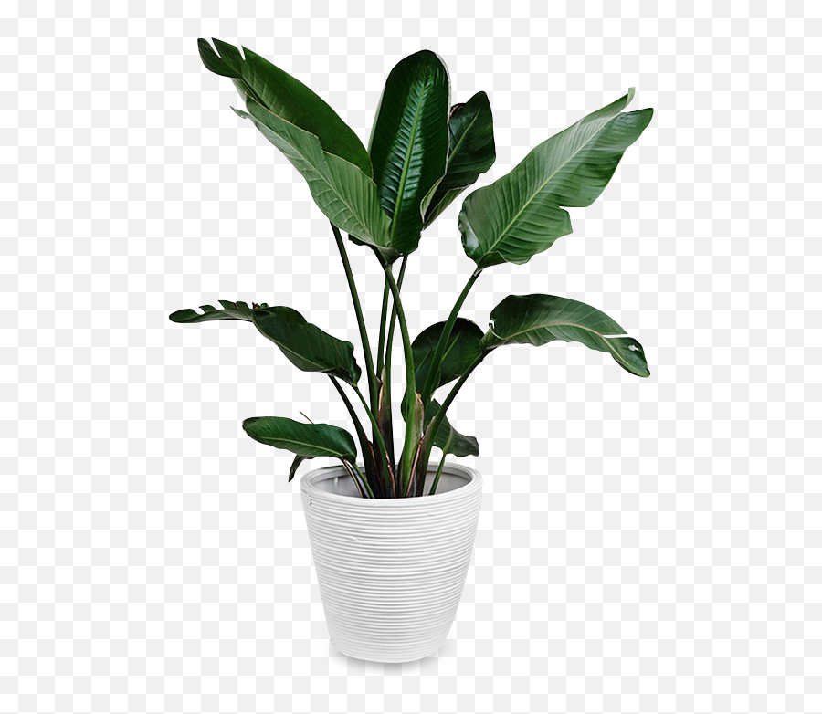 Download Hd Indoors Tropical Plant Png - Big Leaves Plant Png,Tropical Plant Png