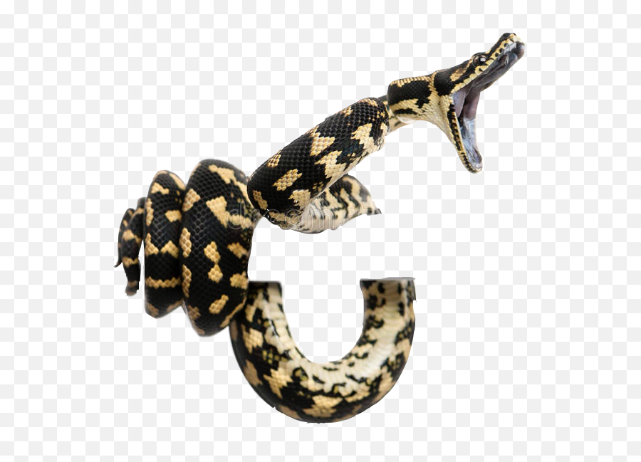 Download Snake Snakes Coiled Striking - Snake Coiled Png,Snakes Png