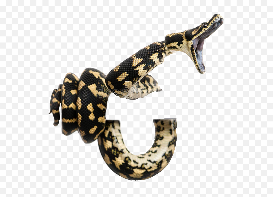 striking rattlesnake clipart free