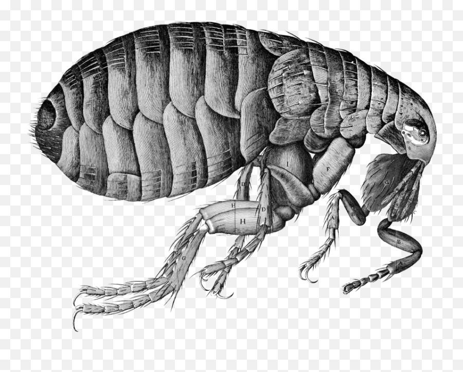 Flea Png Transparent Image - Did Robert Hooke Discovered Cell,Flea Png