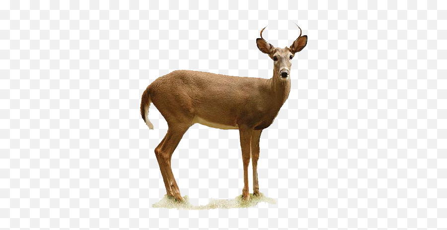 Antlers - Whitetail Deer Body Png,Doe Png