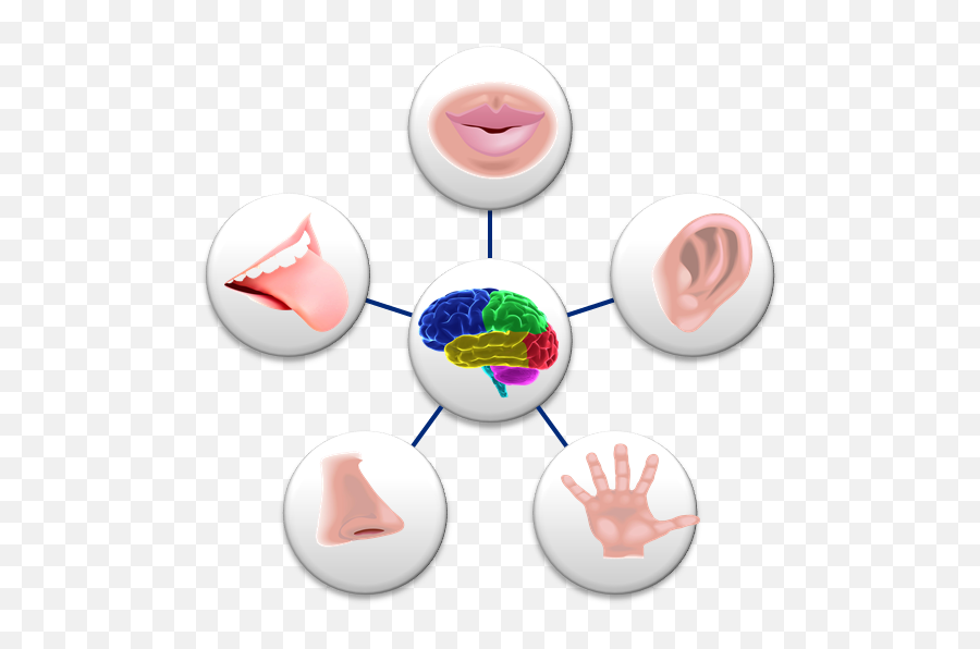 5 Senses Transparent - Our Senses Png,5 Senses Icon