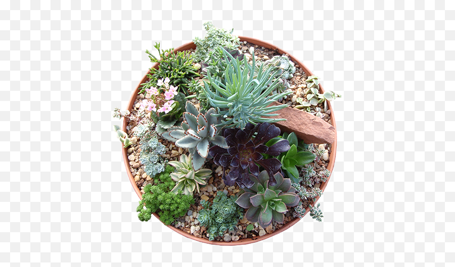 Plants Top View Png - Flower Pot Top Png,Succulent Icon Transparent